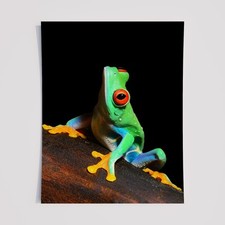Listing image for Red-Eyed Tree Frog Wall Art Print – Rainforest Wildlife Poster –Jungle Decor