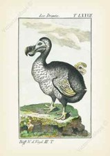 Listing image for Antique print DODO BIRD engraving Buffon 1775 wall art decor gift poster