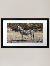 Listing image for Zebra - Etosha, Namibia wildlife ph Framed Wall Art Poster Canvas Print Picture